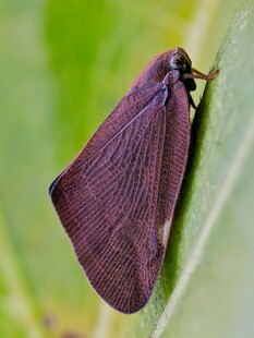 紫色飞蛾停驻绿叶上