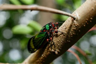 树枝上的多彩蝉