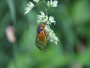 绿叶间的彩色蝉