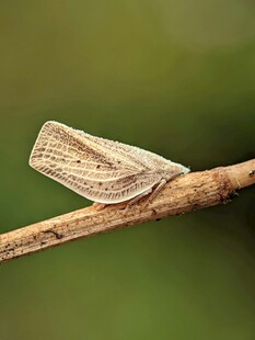 树枝上栖息的浅色蛾子