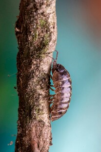 树干上的奇异蜷曲昆虫