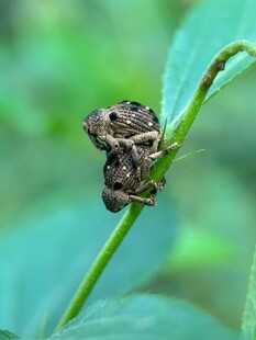 树枝上的可爱小蛙