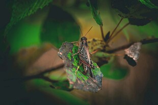 绿叶间的伪装蛾