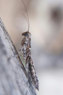 栖息于石上的奇特昆虫