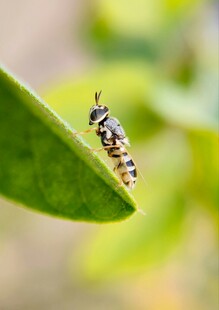绿叶上的条纹昆虫