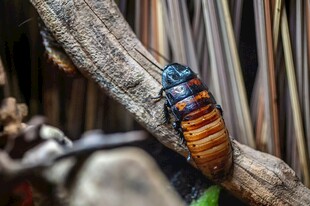 树枝上的多彩甲虫