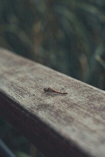 木上小昆虫特写