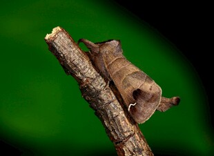 树枝上的奇特昆虫