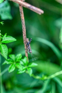树枝上的昆虫特写