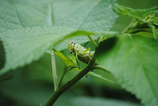 绿叶上的小毛毛虫