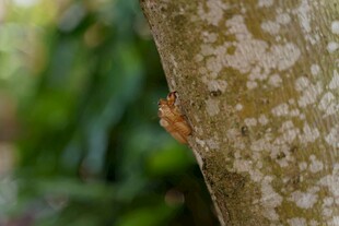 树干上的小昆虫