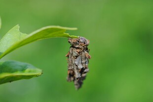 绿叶上的伪装昆虫