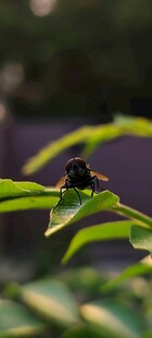 绿叶上的黑色蝴蝶