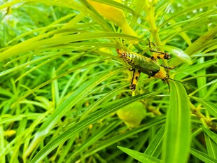 绿叶丛中的昆虫