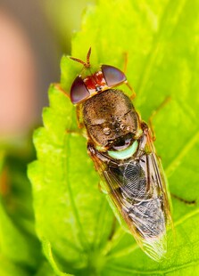 绿叶上的透明翅膀蝇