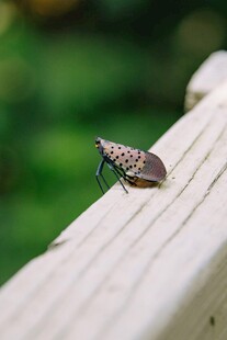 木栏上的斑点小昆虫