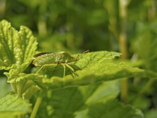 绿叶上的小昆虫