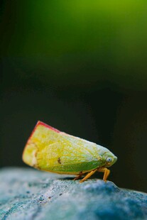 绿叶蝉静栖于石上