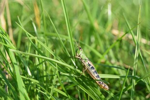 草丛中的斑斓昆虫