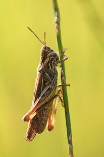 栖息于草茎上的棕色蚂蚱