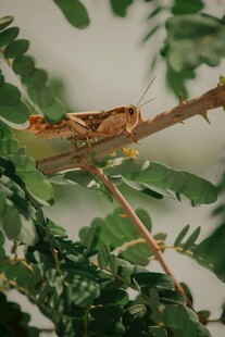 树枝上的棕色蚂蚱