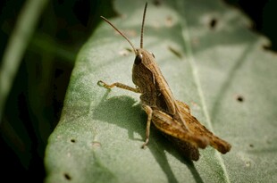 绿叶上的棕色蚂蚱