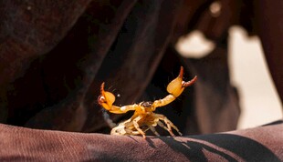 小蝎子趴在物体上