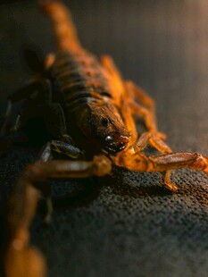 微距下的蝎子特写