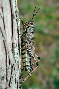 树干上的彩色蚂蚱