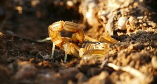 两只甲虫在泥土中互动
