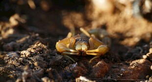 阳光下的小螃蟹