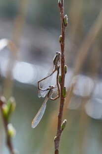 枝头停歇的透明翅膀蜻蜓