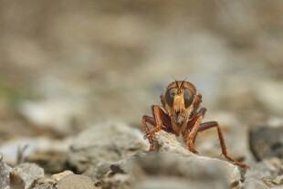 岩石上的昆虫特写