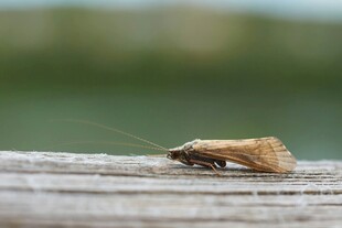 木上栖息的棕色小昆虫