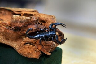 黑色甲虫栖息于枯叶上