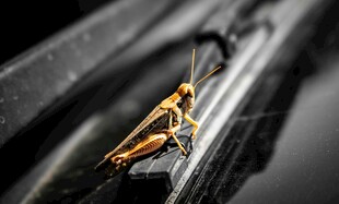 黑色背景上的黄色蚂蚱