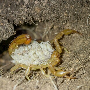 母蝎背幼蝎的温馨瞬间