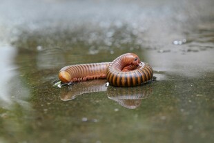 水中的千足虫