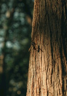 树干上的蜘蛛特写