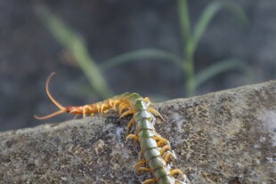 多彩蜈蚣特写