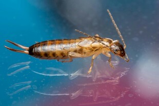 微观世界中的奇特昆虫