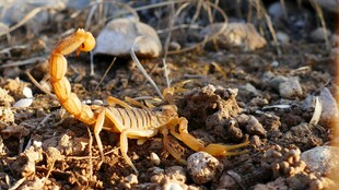 沙漠中的蝎子特写