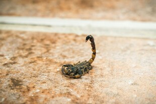 地面上的小蝎子