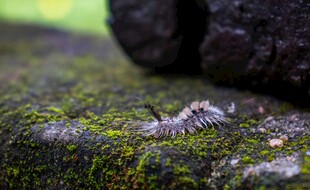 青苔上的神秘小生物