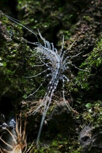 苔藓上的精致蛛形小生物
