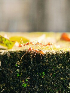 蚂蚁在绿植上忙碌景象