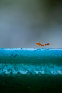 蚂蚁在蓝色物体上的特写