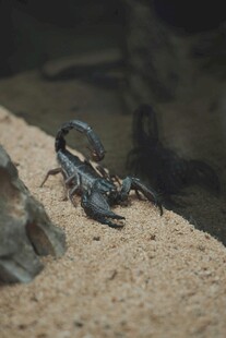 沙滩上的小螃蟹