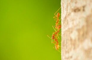 树干上的橙色蚂蚁