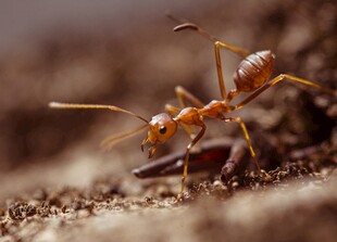 蚂蚁搬运食物瞬间